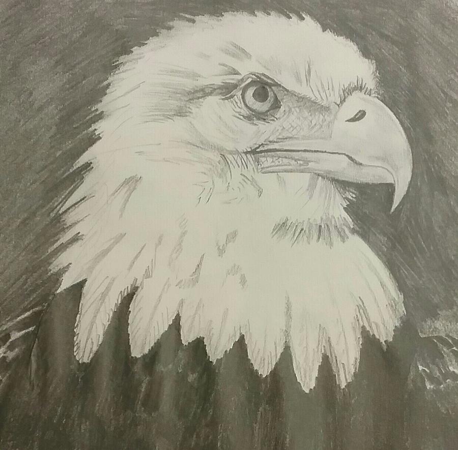 Eagle Drawing by Ema Harris | Fine Art America