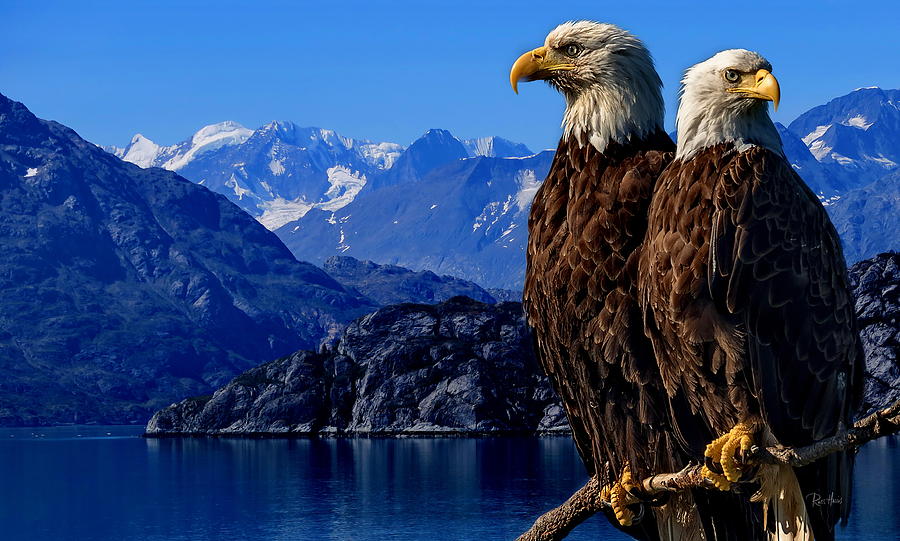 Eagle Eye in Alaska Photograph by Russ Harris