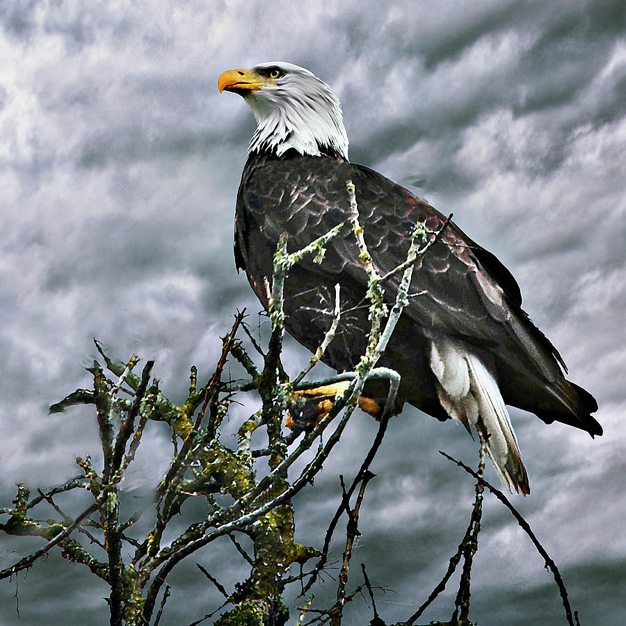 Eagle Eye Digital Art by John Christopher