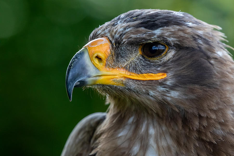 Eagle Eyes Photograph by Urs Zimmermann - Fine Art America