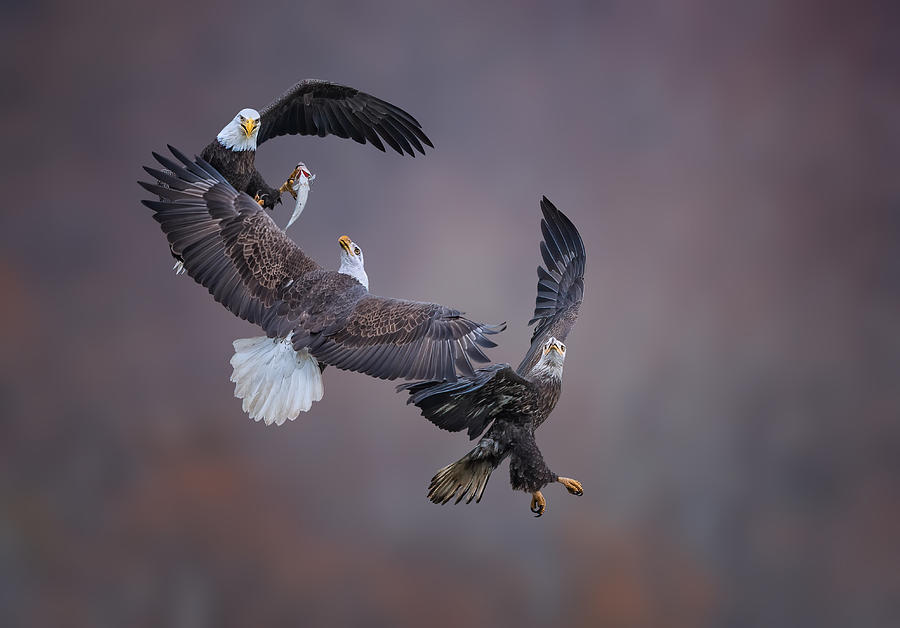 Eagle Photograph - Eagle Family by Tao Huang