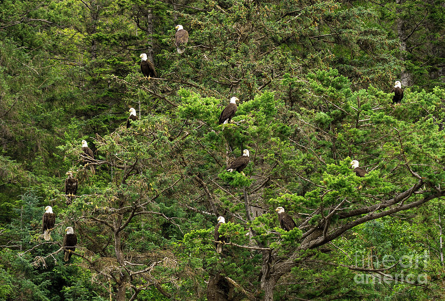Eagle Family Tree 2 Photograph by Louise Magno