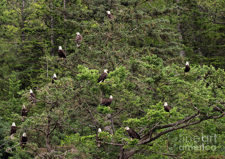 Eagle Family Tree Photograph by Louise Magno