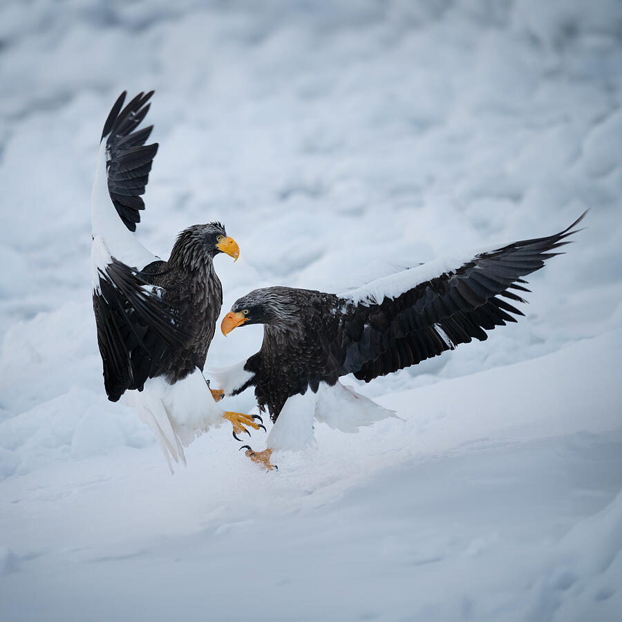 Eagle Fight Photograph by Chao Feng ??