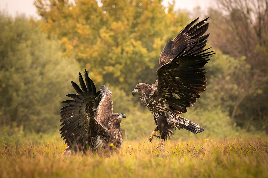 Eagle Fight Photograph by Dr. Zahi Ben-aroya