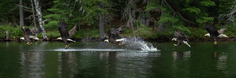 Eagle Fishing Photograph by Dale J Martin