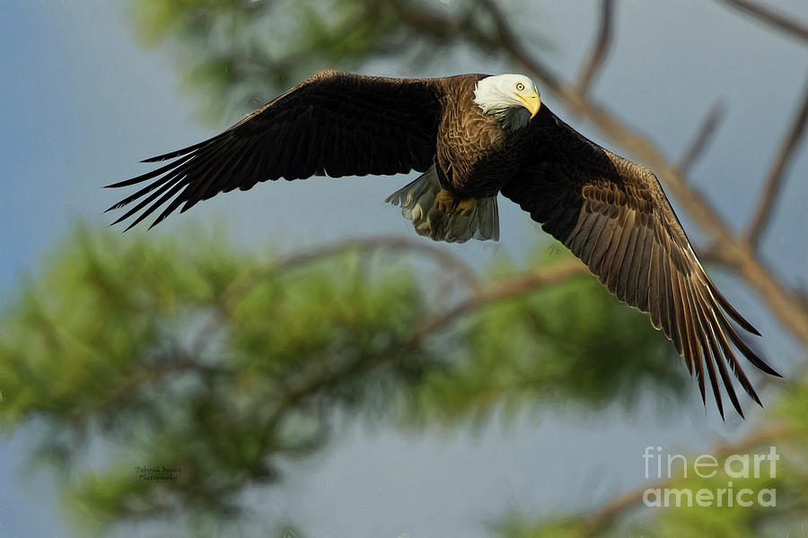 Eagle Flight 1 Photograph by Deborah Benoit