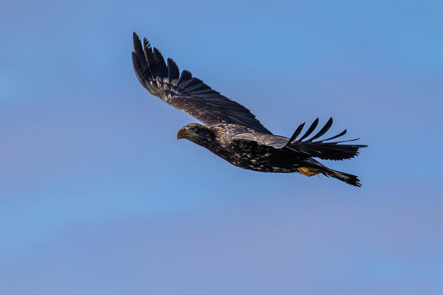 Eagle fly by Photograph by Michelle Pennell