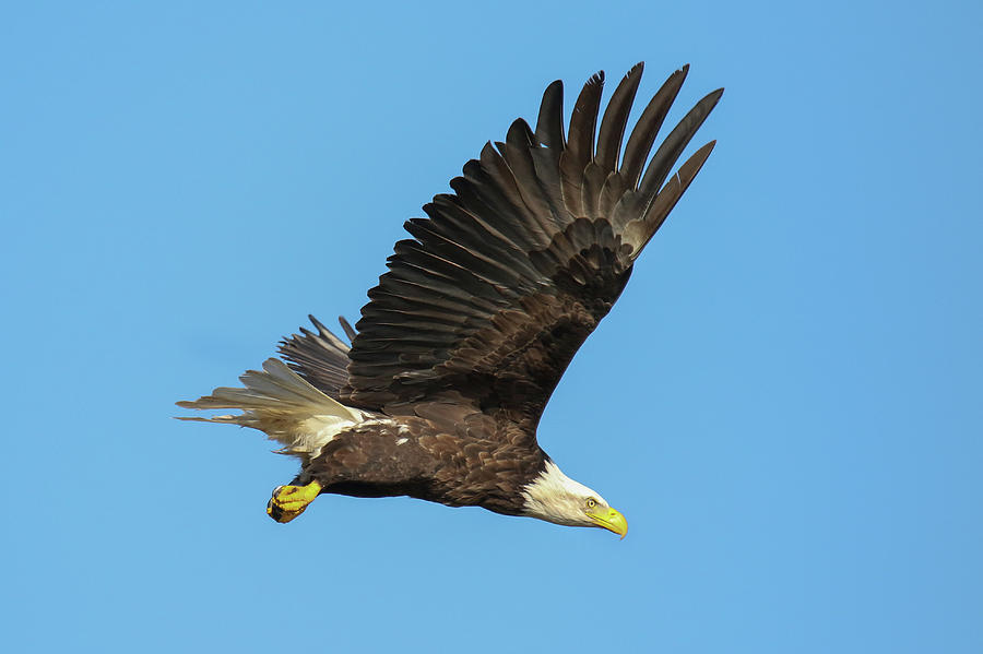 Eagle Fly Down Photograph by Brook Burling