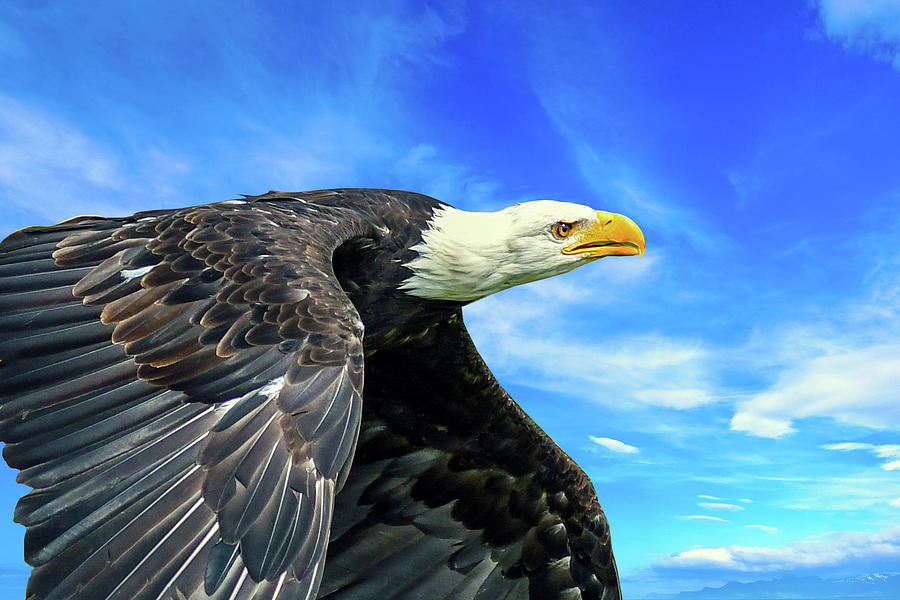 Eagle Mixed Media - Eagle Flying by Ata Alishahi