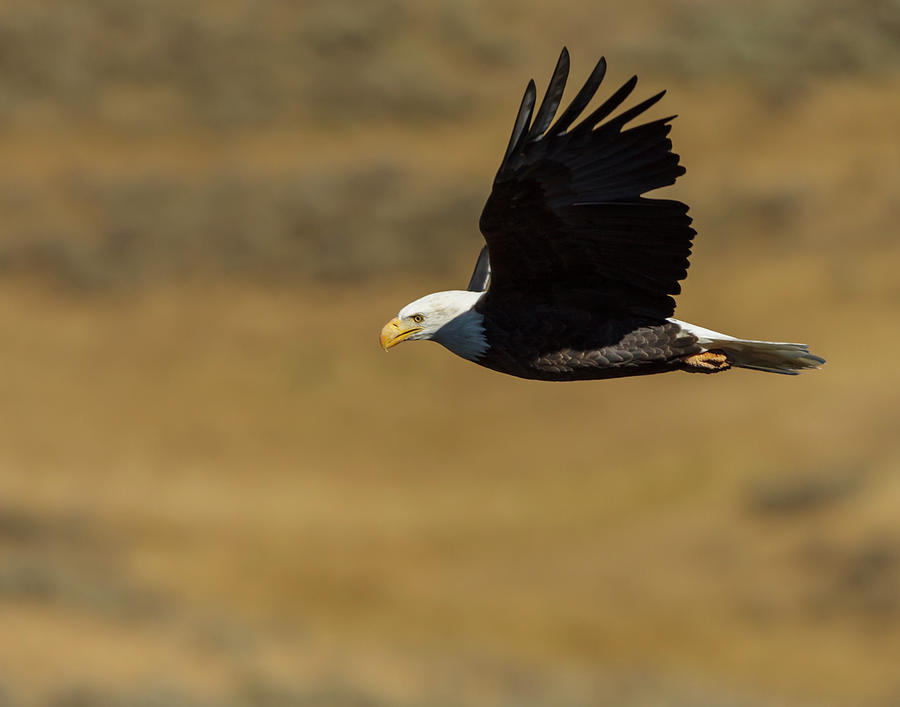 Eagle Flying Ynp Photograph By Galloimages Online Pixels