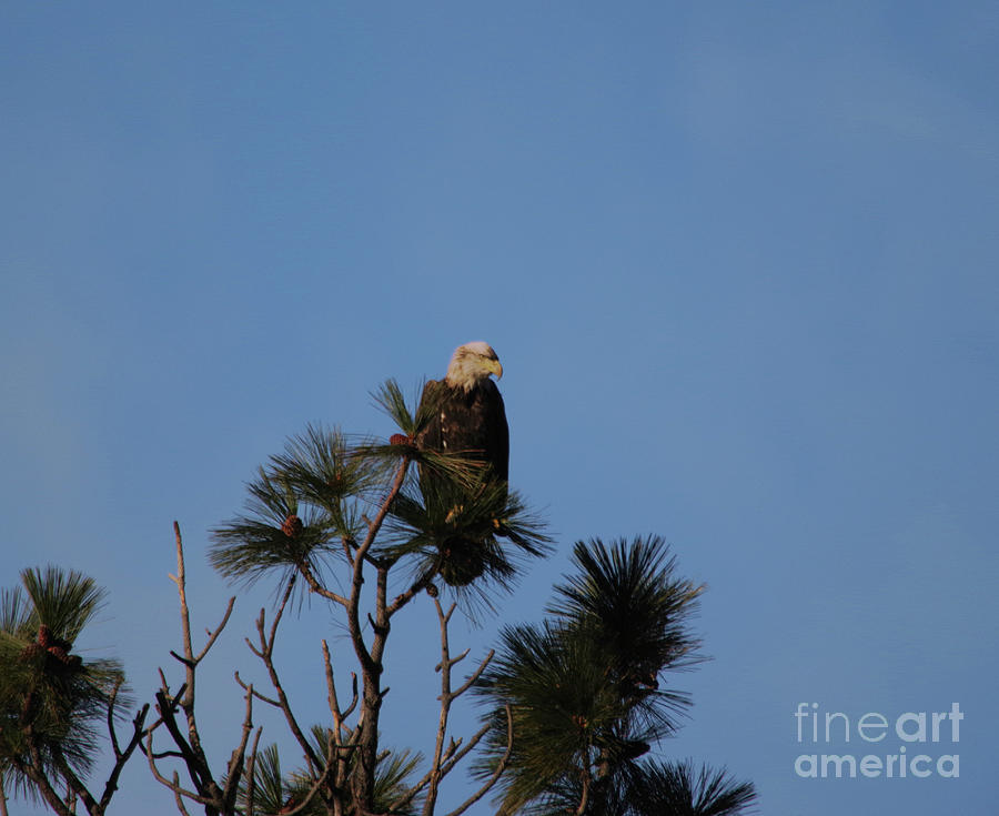 Eagle Gazing From The Top Of A Tree Photograph