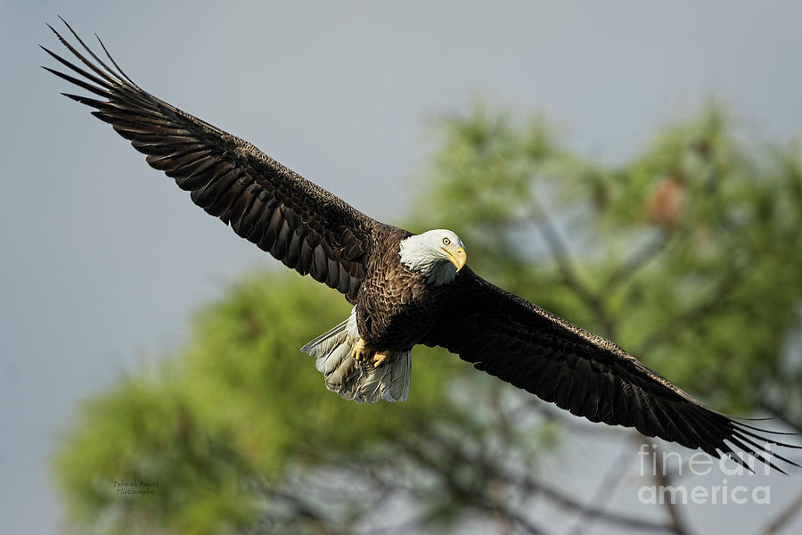 Eagle Glide Photograph by Deborah Benoit