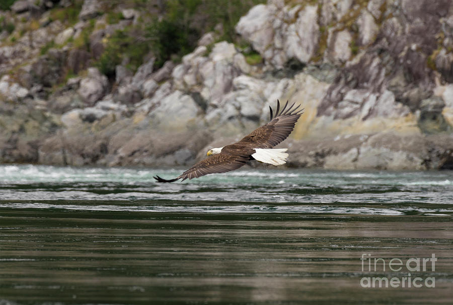 Eagle Glide Photograph by Louise Magno