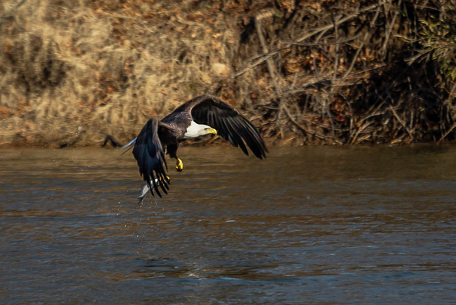 Eagle Grabs Fish Photograph by David Wagenblatt