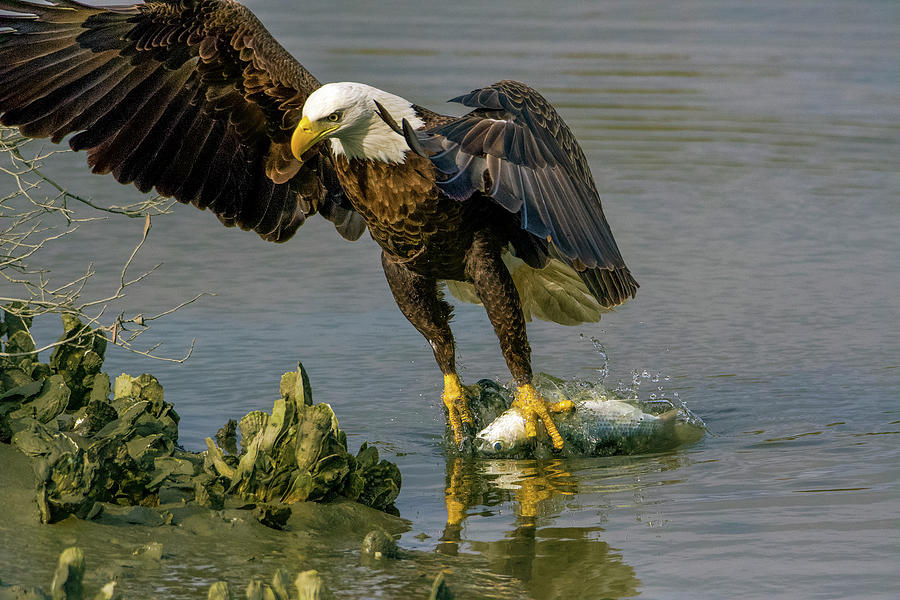 Eagle Photograph - American Bald Eagle Grabss Fish Out of Marsh by TJ Baccari