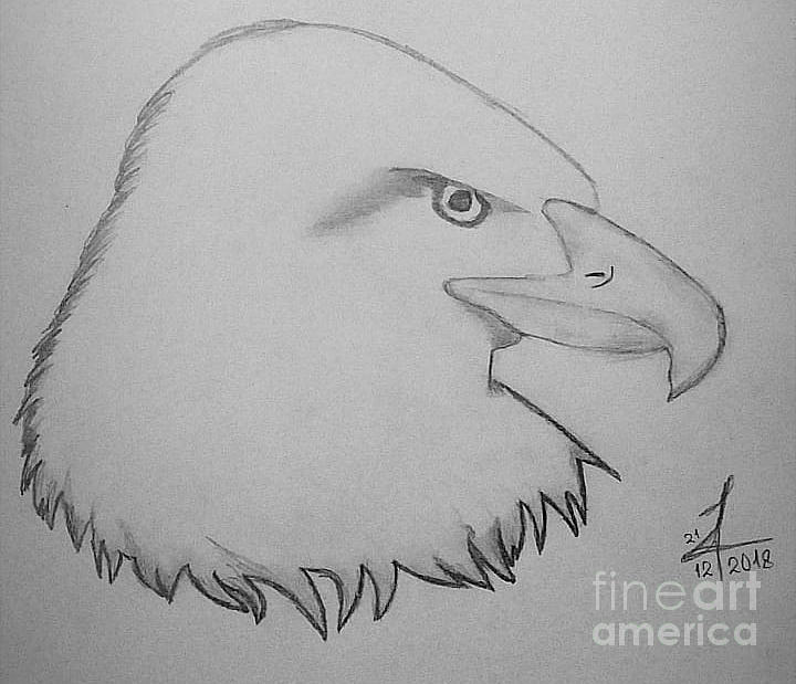 Eagle head drawing Drawing by Lily Tawfik - Fine Art America