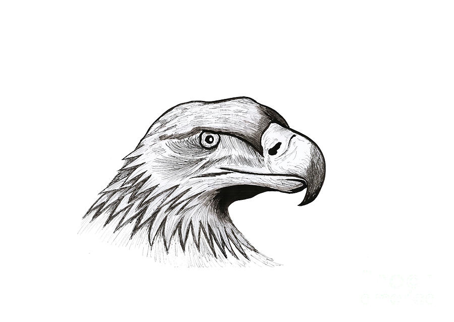 Eagle-head Drawing by Erwin Bruegger