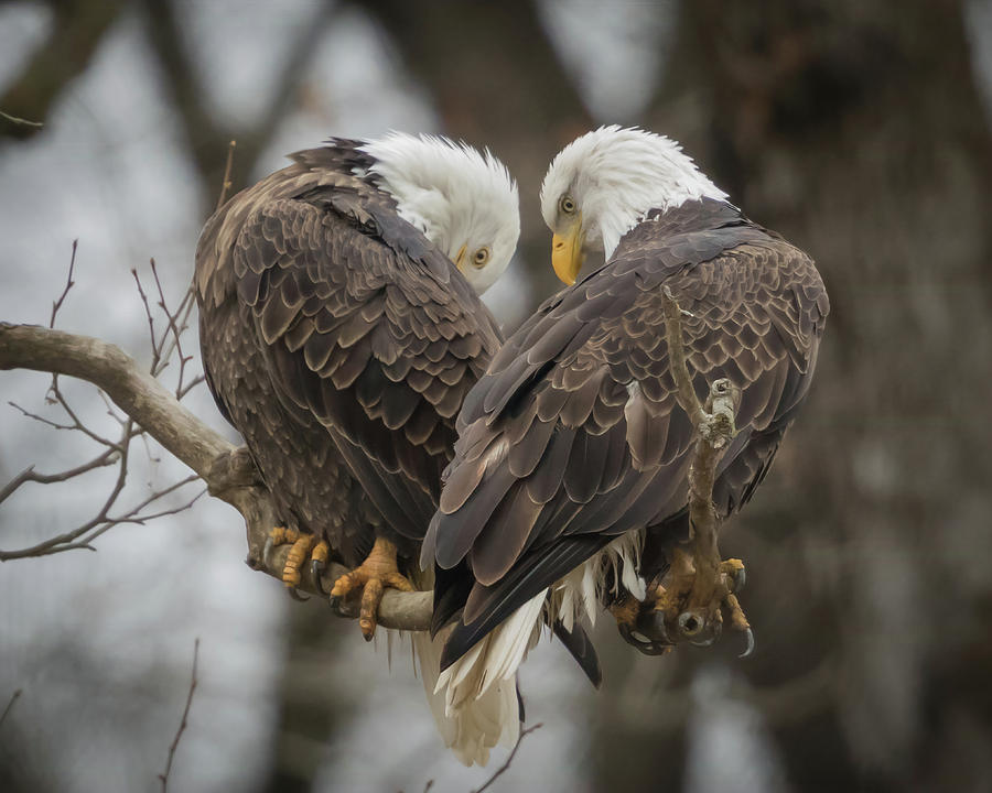 Eagle Photograph - Eagle Heart by Rhoda Gerig