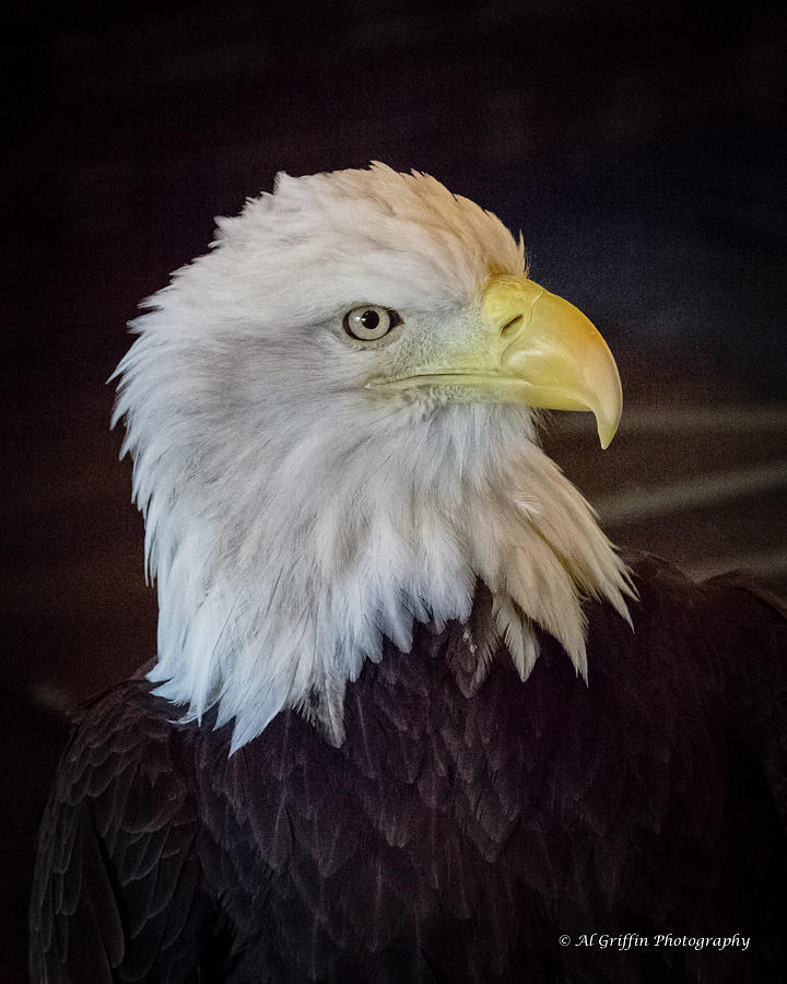 Eagle III Photograph by Al Griffin