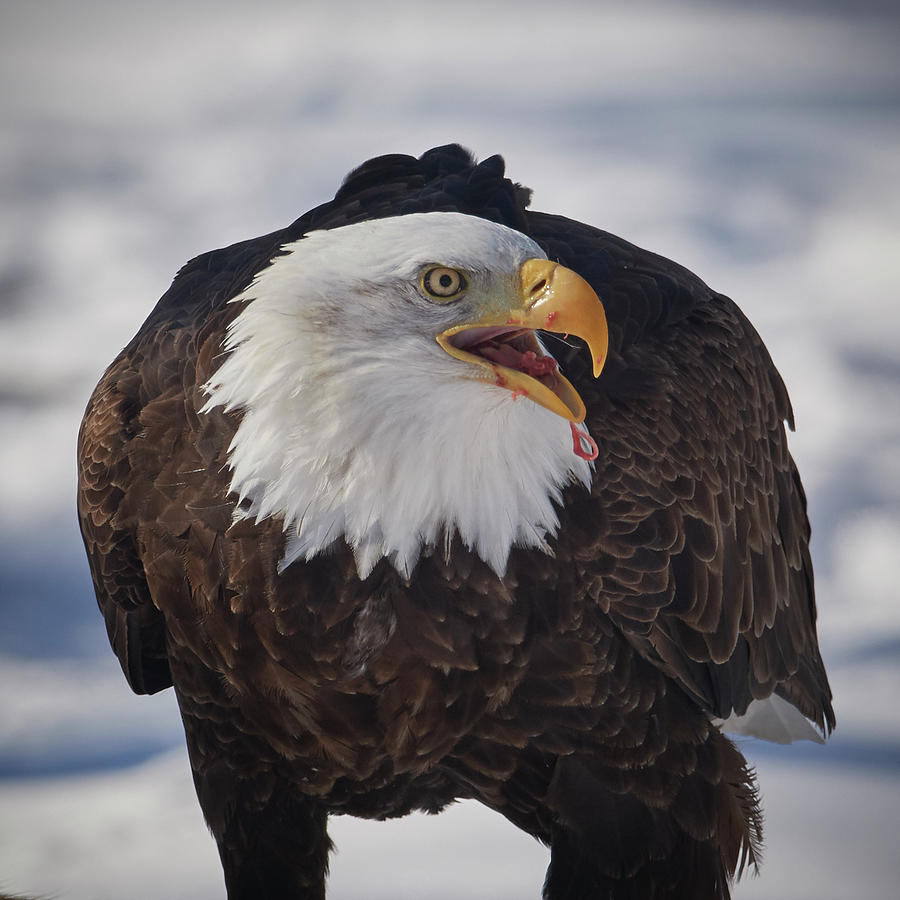Eagle Image Photograph by Paul Freidlund