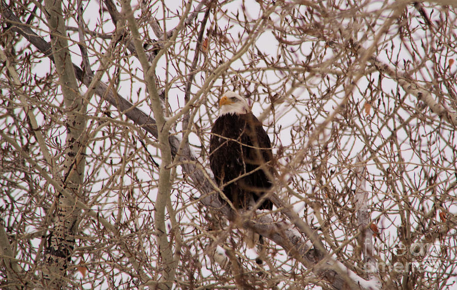 Eagle In A Maze Of Branches Photograph