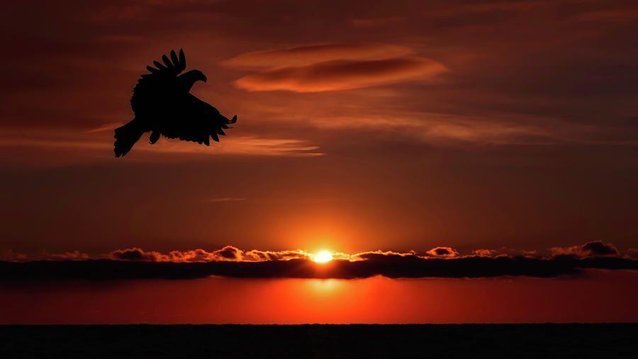 Eagle In A Red Sky by Scott Bourne Eagle In A Red Sky by Scott Bourne