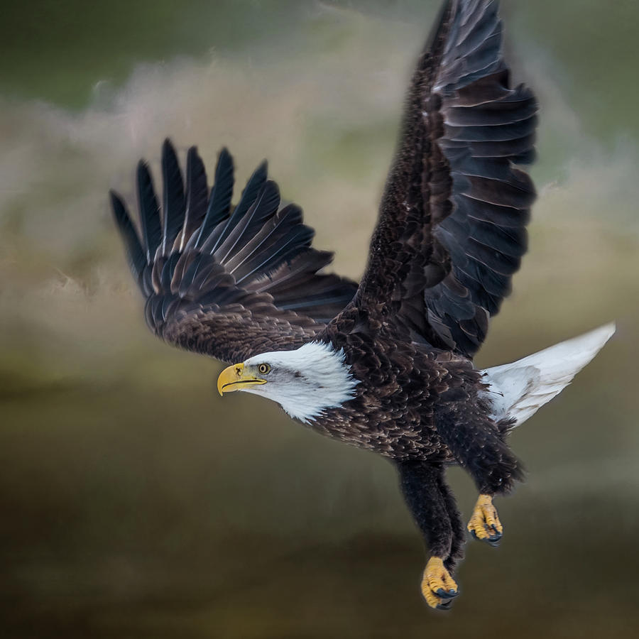 Eagle in Clouds Photograph by Paul Freidlund
