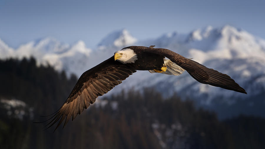 Eagle In Flight Photograph by Ming Chen