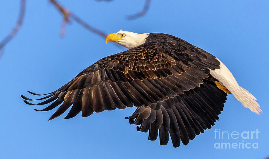 Eagle Photograph - Eagle in Flight on sunny day by Randy Kostichka