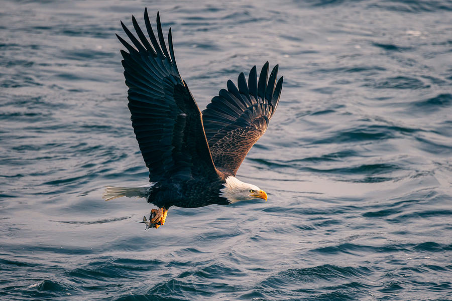 Eagle Photograph - Eagle In Flight by Yimei Sun