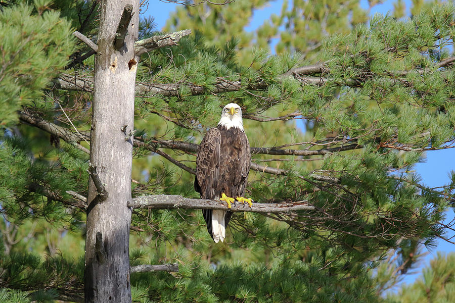 Eagle in Pine Photograph by Brook Burling