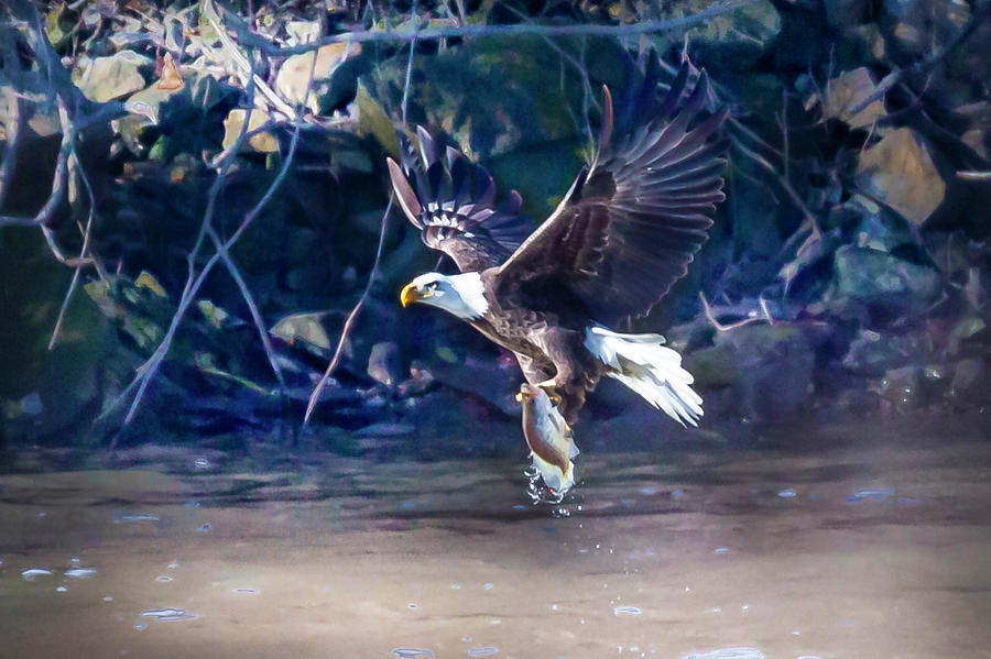 Eagle in the Heartland Photograph by David Wagenblatt