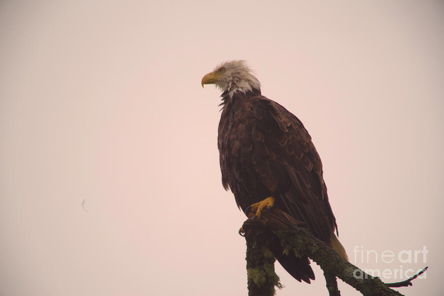 Eagle In The Rain Photograph