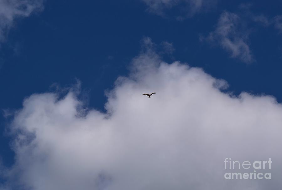Eagle In The Sky Photograph
