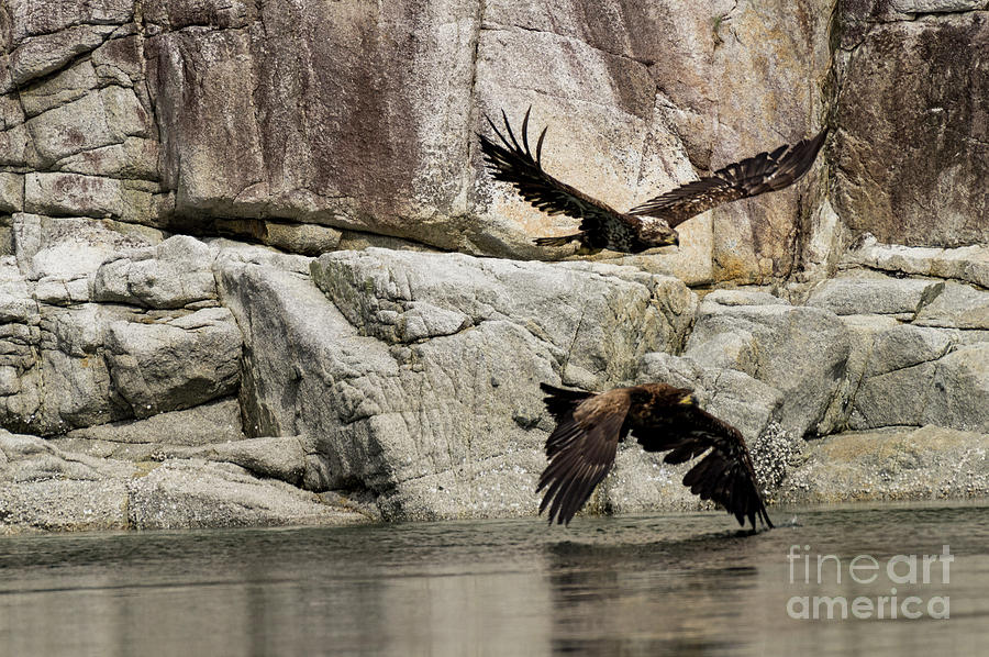 Eagle Juvenile Pair Photograph by Louise Magno