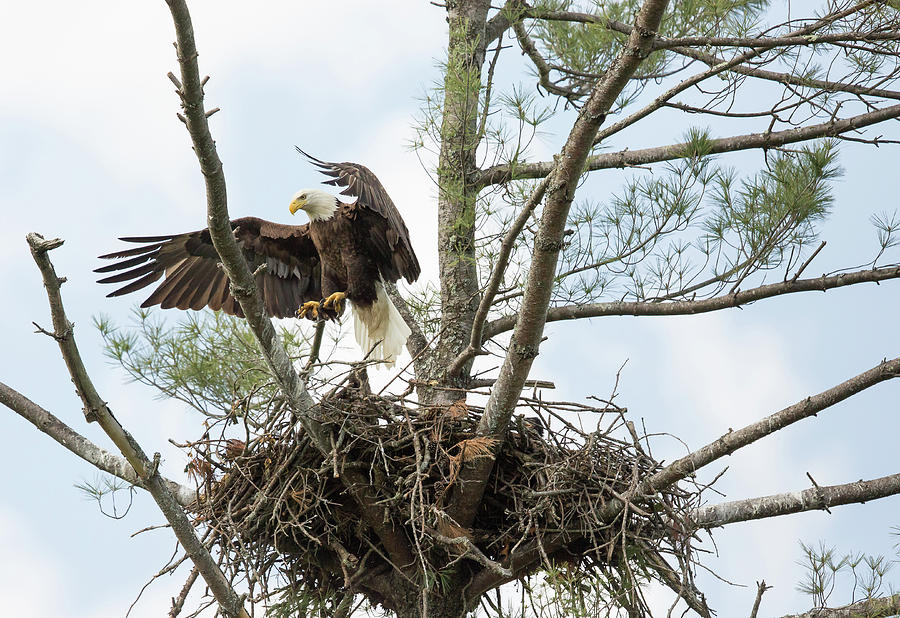 Eagle Landing Photograph by Doug McPherson