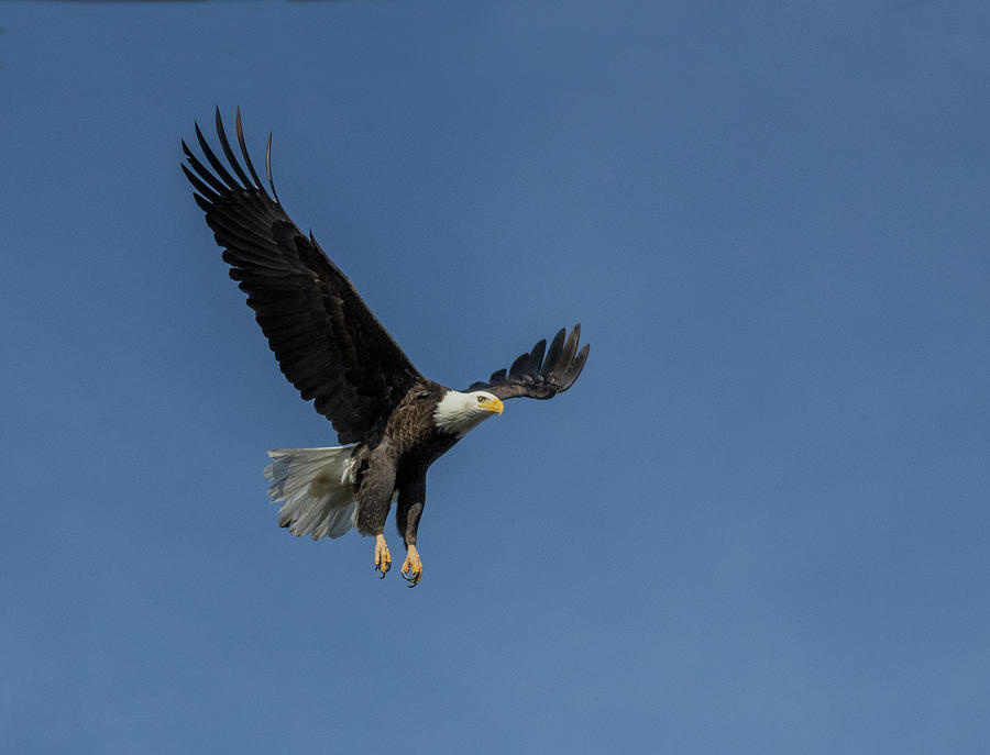 Eagle Landing Photograph by Elizabeth Waitinas