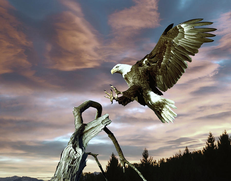 EAGLE LANDING in WILDERNESS by Daniel Hagerman EAGLE LANDING in WILDERNESS by Daniel Hagerman