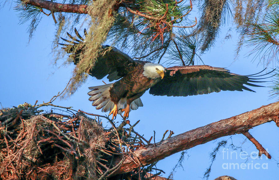 Eagle Launch Photograph by Tom Claud