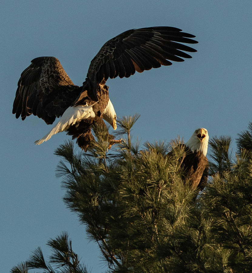 Eagle Male Arriving Photograph