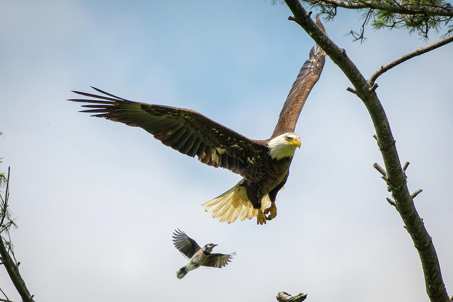 Eagle, Meet Blue Jay Photograph by Robert J Wagner