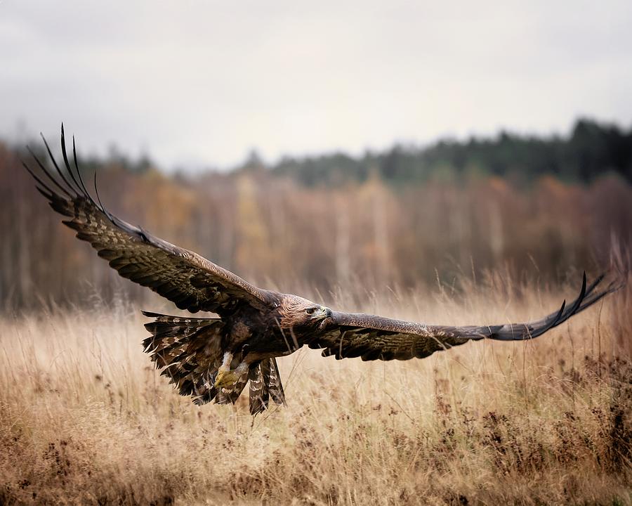 Eagle Photograph by Michaela Fireov