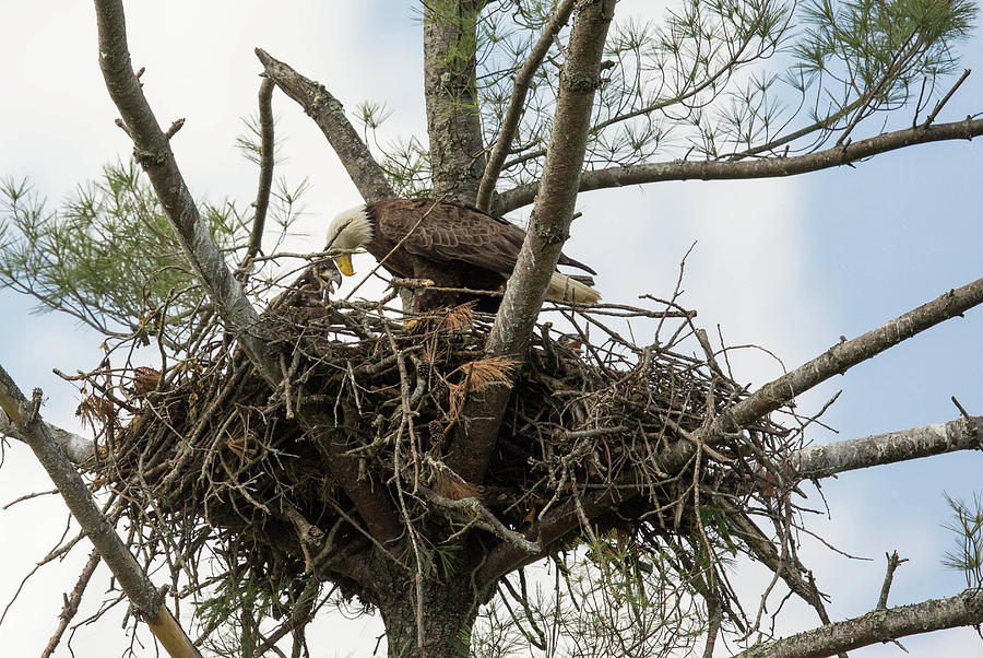 Eagle Nest Photograph by Doug McPherson