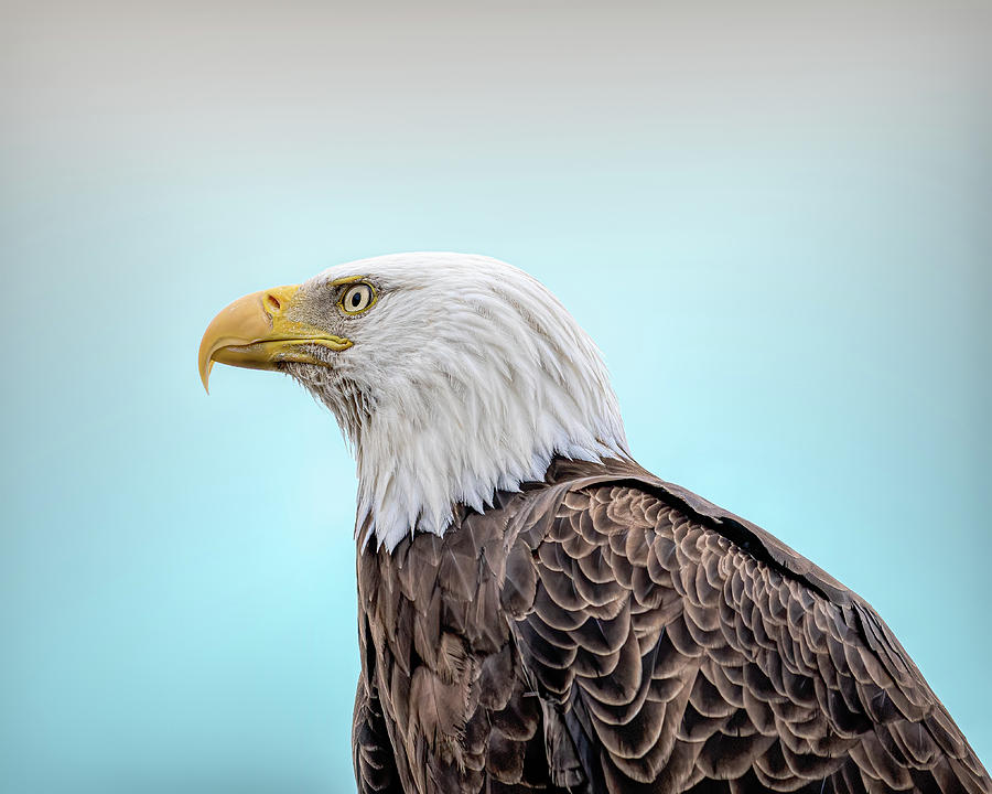 Eagle of Bay Beach Photograph by James Overesch Eagle of Bay Beach Photograph by James Overesch