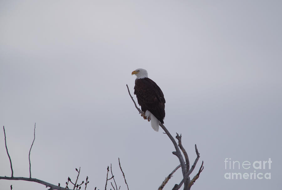 Eagle on a thin branch  Photograph by Jeff Swan