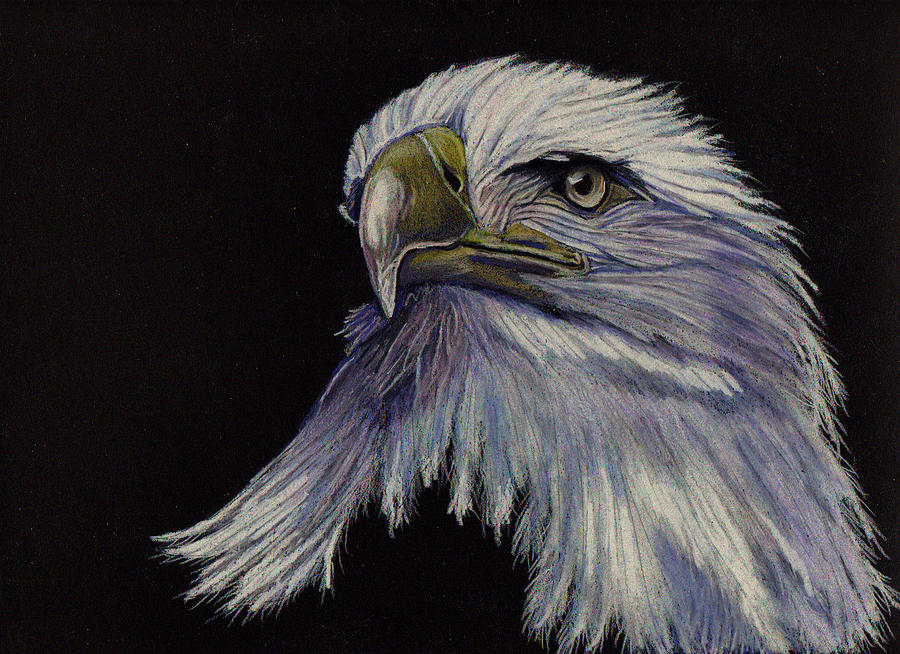 Eagle Drawing - Eagle on Black by Jay Johnston