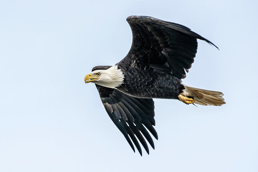 Eagle on the hunt Photograph by Gary E Snyder
