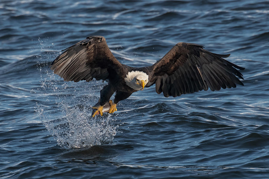 Eagle Photograph - Eagle On The Mississippi River by Leah Xu