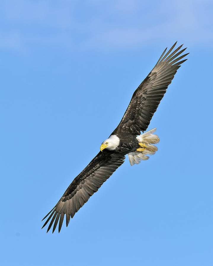 Eagle on the Wing Photograph by Gary Langley